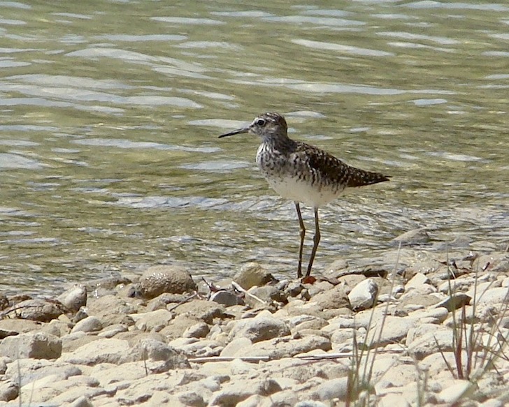 greenshank